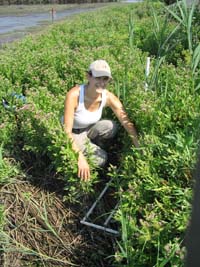 non-tidal wetland research