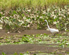 Freshwater emergent marsh