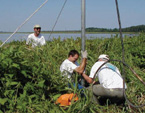Stabilization of a pole in the marsh