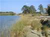 Planted Marsh After