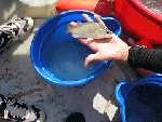 Fish research