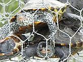 turtles in pots
