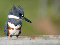 belted kingfisher