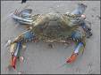 blue crab