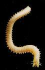 clamworm