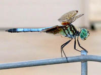 dragonfly