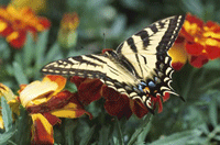 eastern tiger swallowtail