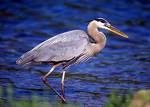 great blue heron