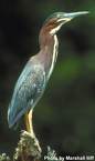 green heron