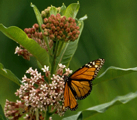 monarch butterfly