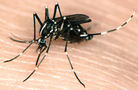 mosquito