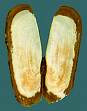 razor clam