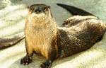 river otter