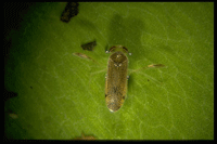 waterboatman