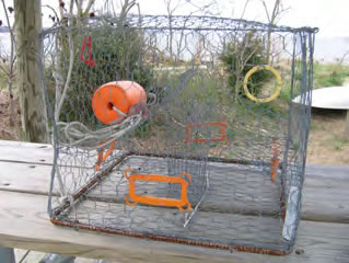 Terrapin exclusion device