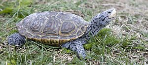 diamondback terrapin