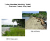 worcester living shoreline model