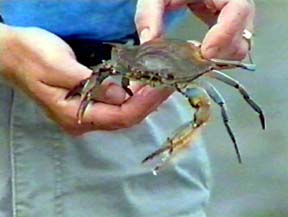 Blue Crab (Calinectes sapidus)
