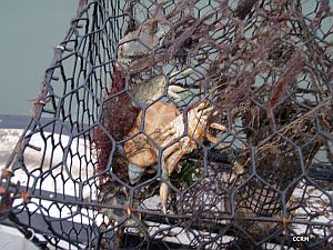 Turtles die in traps