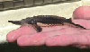 sturgeon