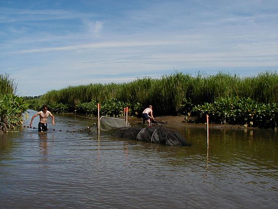 setting the fyke net