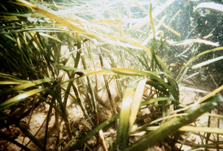 eelgrass