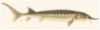 sturgeon