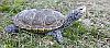 terrapin