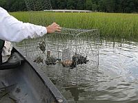 Trapped turtles in crabpot