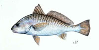 Atlantic Croaker